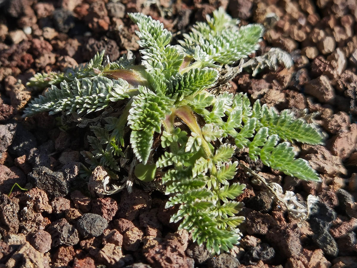 Oreomyrrhis argentea photo